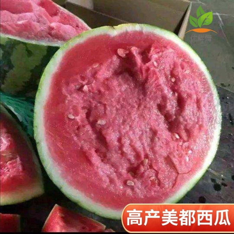 万亩大棚美都西瓜预售中产地一手货源诚信经营
