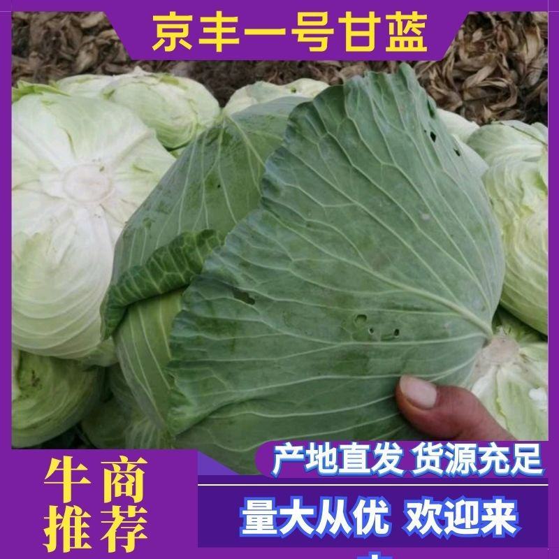 精品包菜，京丰一号，产地直发，量大从优包质保量