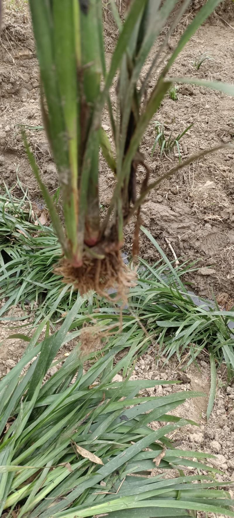 大叶红心石菖蒲苗产量高销量大，在地抓紧种