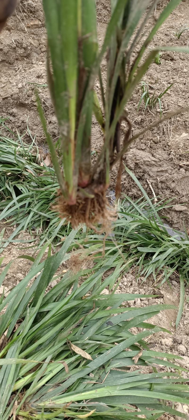 大叶红心石菖蒲苗产量高销量大，在地抓紧种