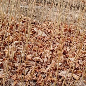 迎春花，寸寸金东北连翘播种苗15公分以上根系好，易成活。