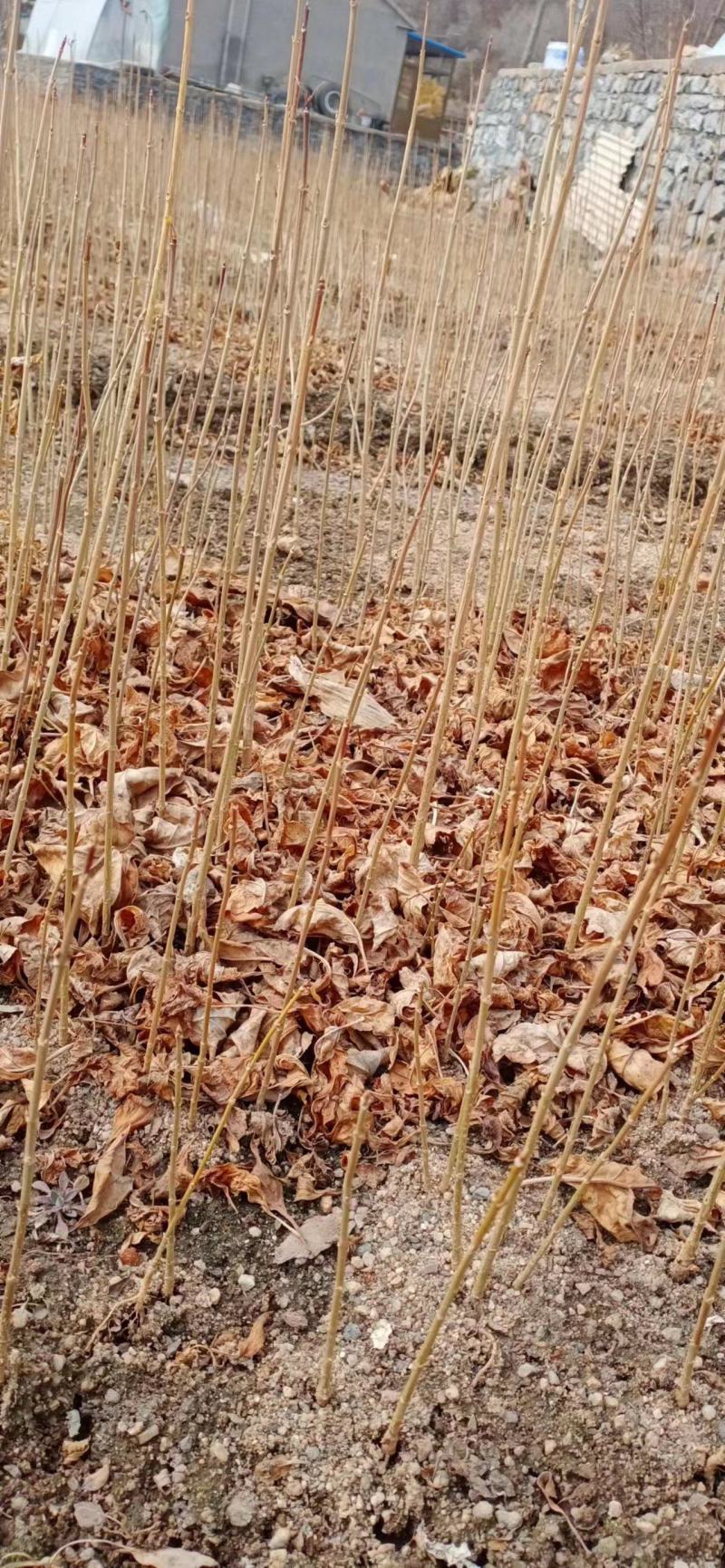 迎春花，寸寸金东北连翘播种苗15公分以上根系好，易成活。