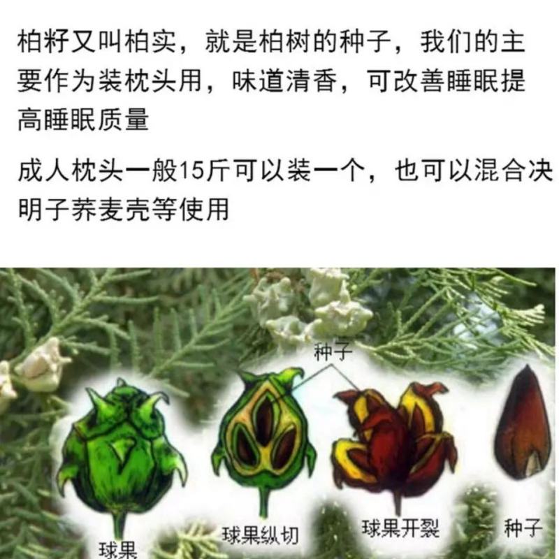 【优选】大量出售野生柏子优质柏玲柏子籽