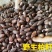 【优选】大量出售野生柏子优质柏玲柏子籽