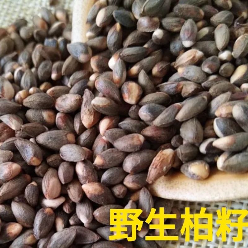 【优选】大量出售野生柏子优质柏玲柏子籽