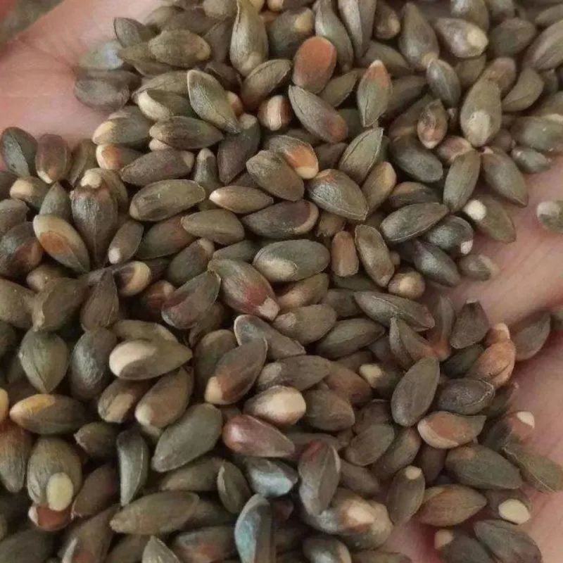 【优选】大量出售野生柏子优质柏玲柏子籽