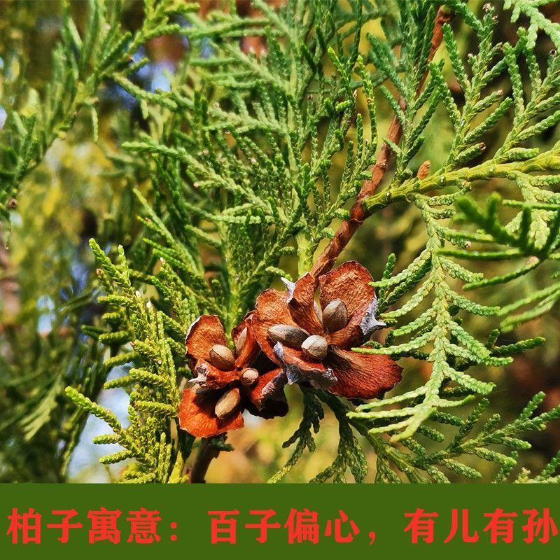 【优选】大量出售野生柏子优质柏玲柏子籽