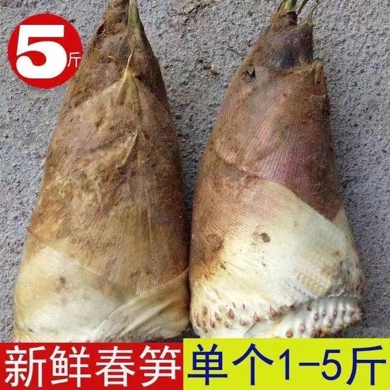 野生春笋新鲜江西高山野生春笋黄泥春笋现挖现发当季新鲜笋