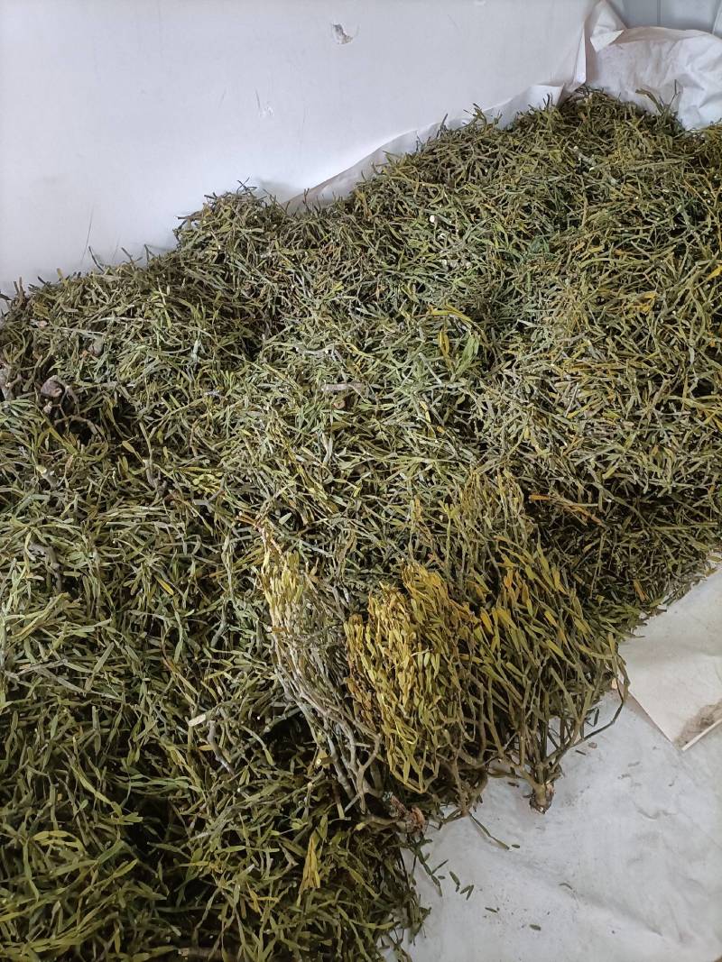 螃蟹脚奇生通货批发量大从优欢迎选购