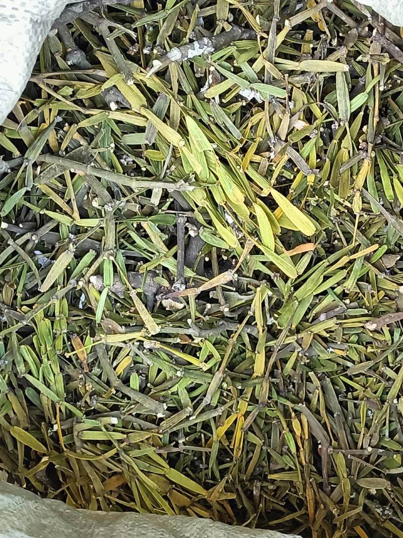 螃蟹脚奇生通货批发量大从优欢迎选购