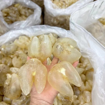 鸡泡胶花胶鱼胶干刺龟胶养宫备孕月子鱼胶增厚内膜调理子宫鱼肚