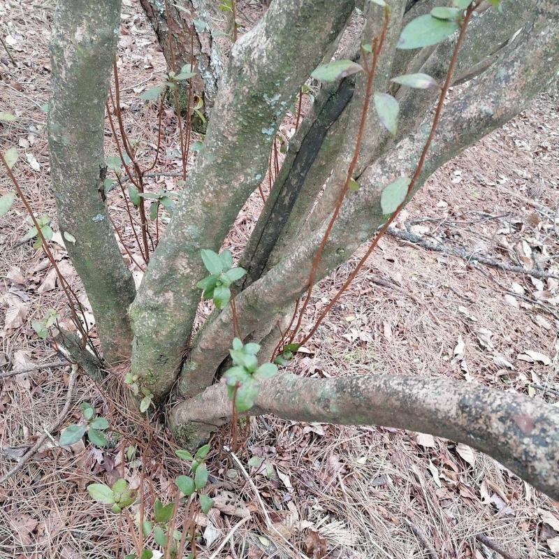 映山红丛林桩