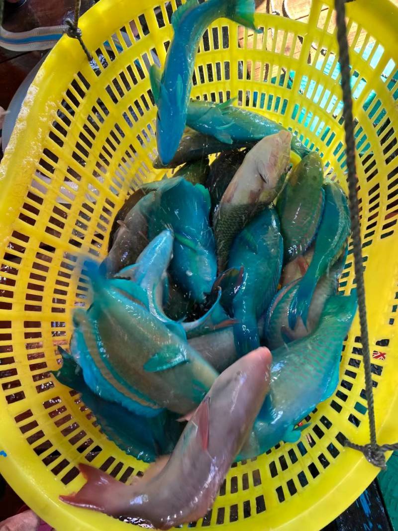南海西沙野生海鱼