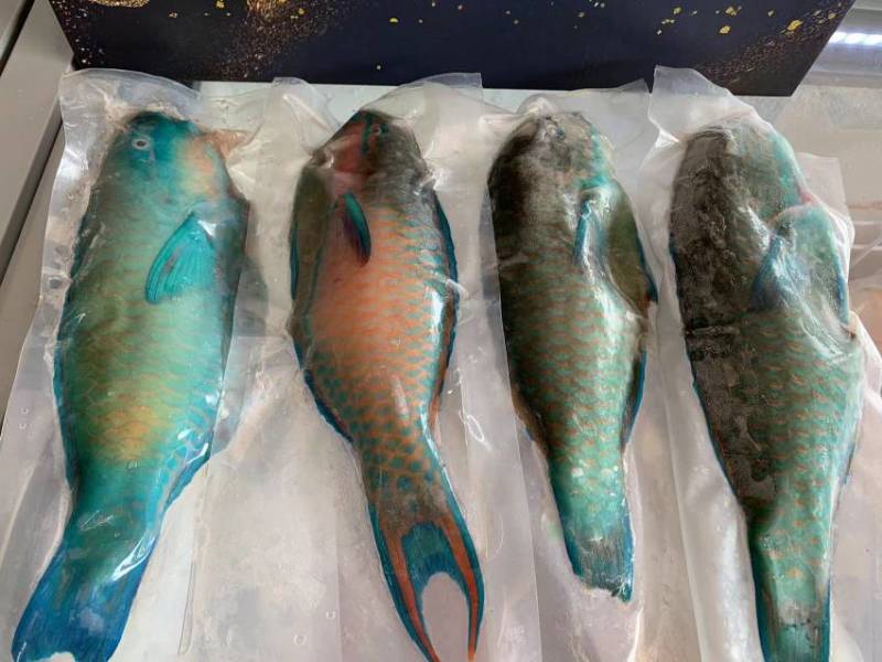 南海西沙野生海鱼