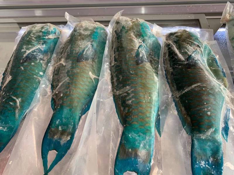 南海西沙野生海鱼