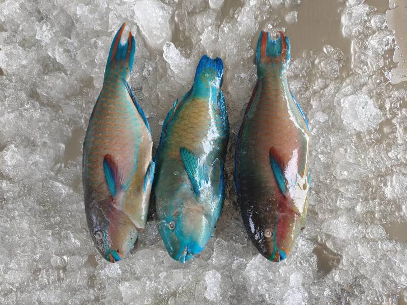南海西沙野生海鱼