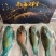 南海西沙野生海鱼