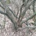 映山红丛林桩