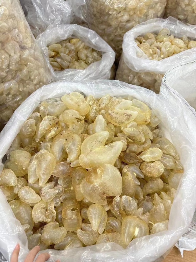 鸡泡胶花胶鱼胶干刺龟胶养宫备孕月子鱼胶增厚内膜调理子宫鱼肚