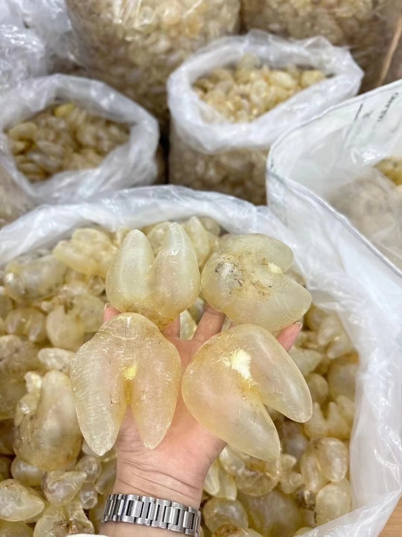 鸡泡胶花胶鱼胶干刺龟胶养宫备孕月子鱼胶增厚内膜调理子宫鱼肚