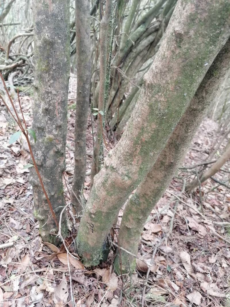 映山红丛林桩