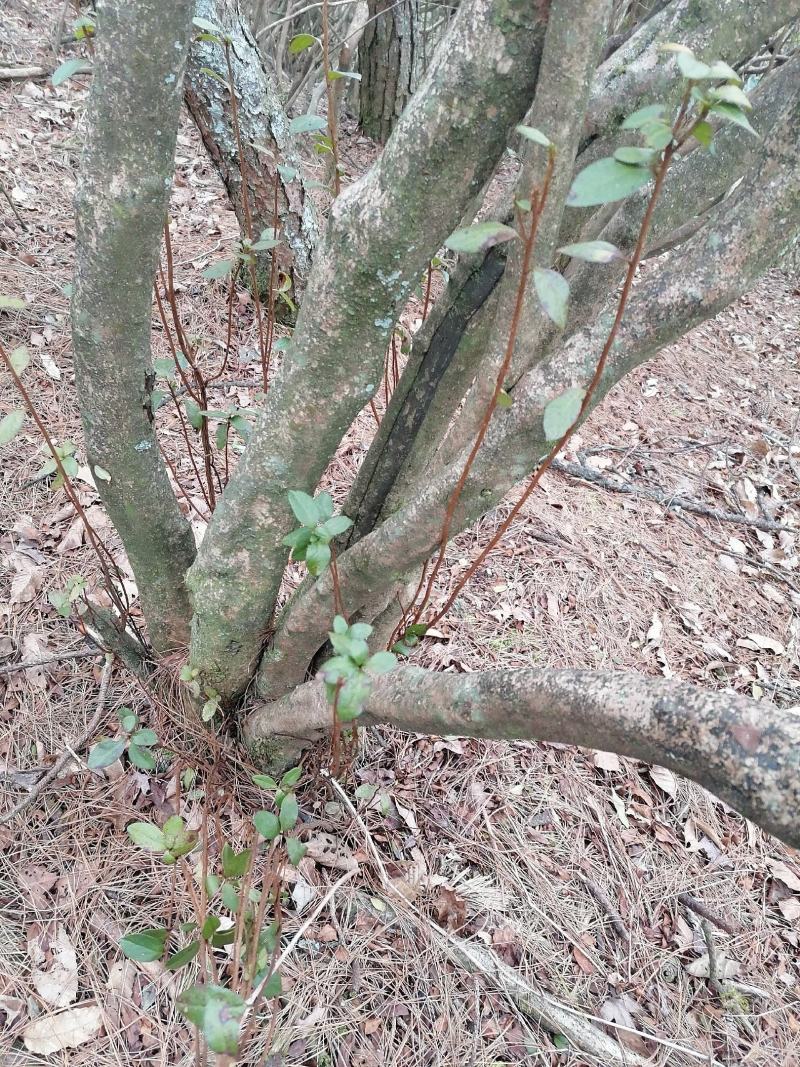 映山红丛林桩