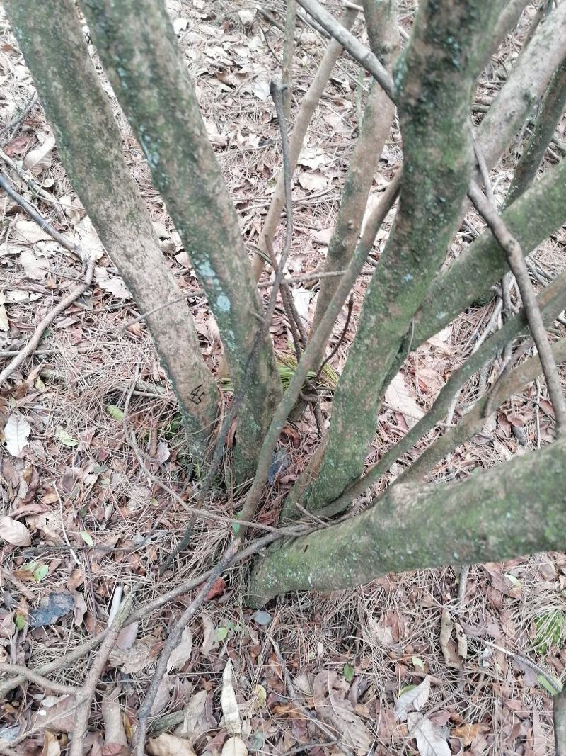 映山红丛林桩