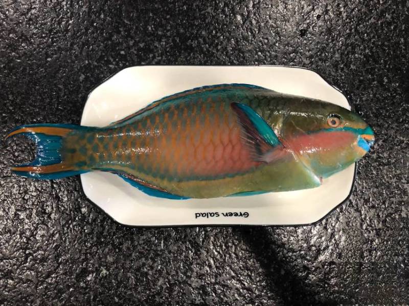 南海西沙野生海鱼