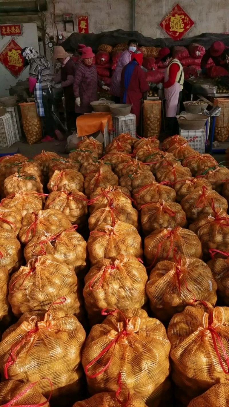 优质脱毒土豆种，荷兰十五，V7希森沃土实验一大量现货