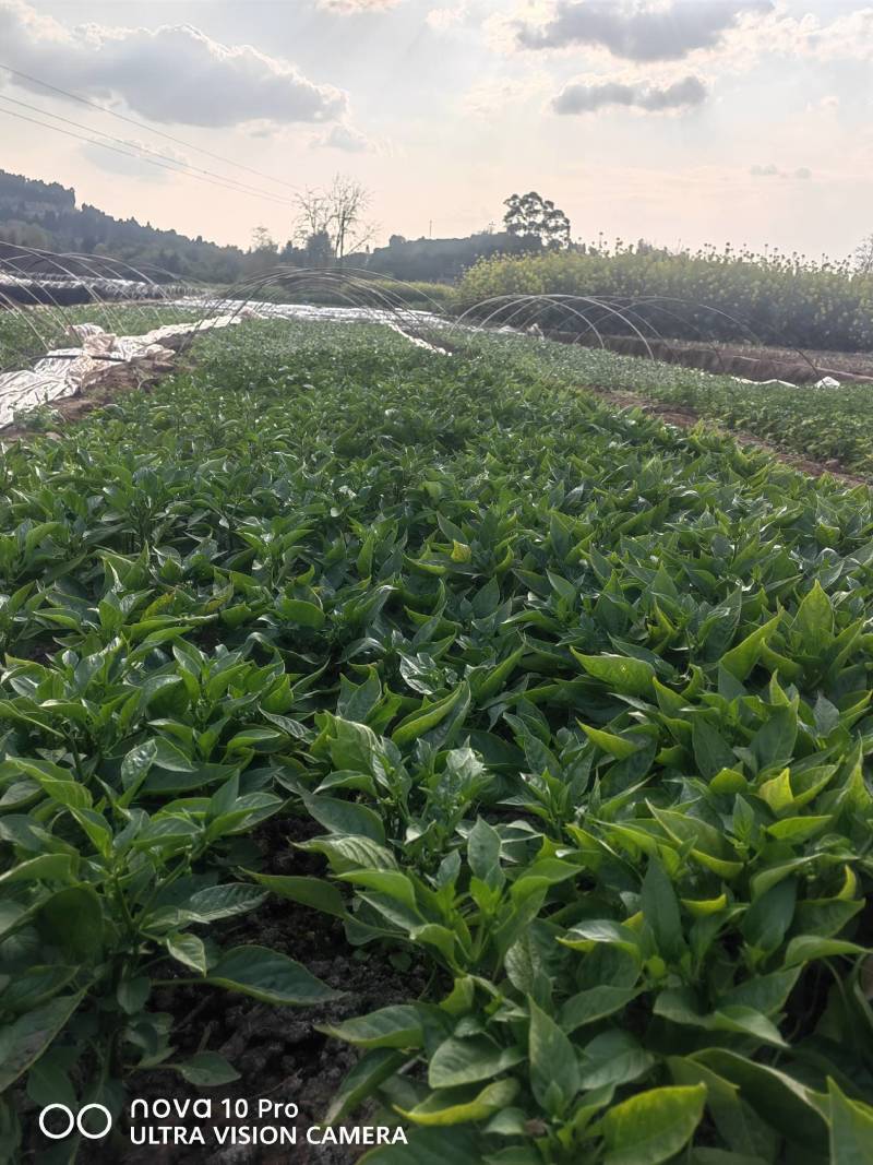 大菜椒基地现发已开花几十年专业老农民种植根粗叶茂