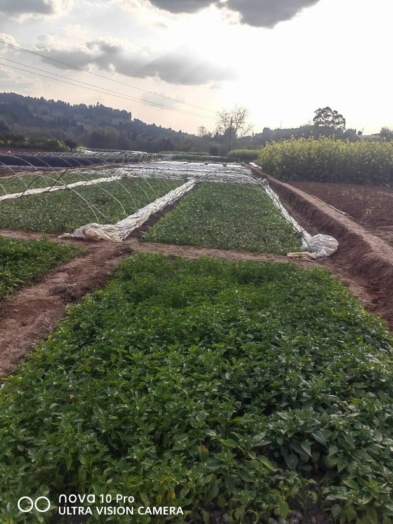 大菜椒基地现发已开花几十年专业老农民种植根粗叶茂