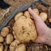 新鲜土豆，现采现挖！基地一手货源！可以分拣！！！！