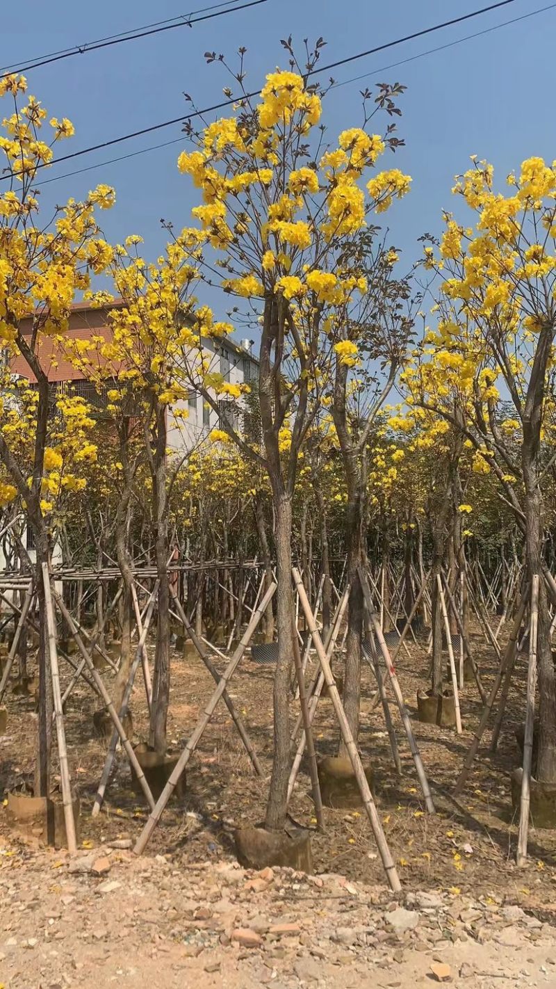 黄花风铃木。各种规格齐全支持视频看货品质保证