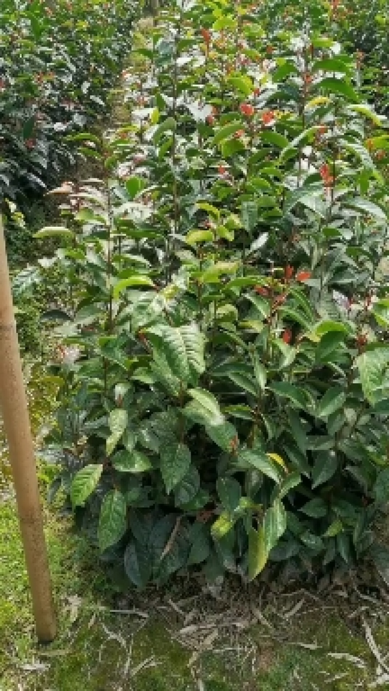 红花油茶袋苗