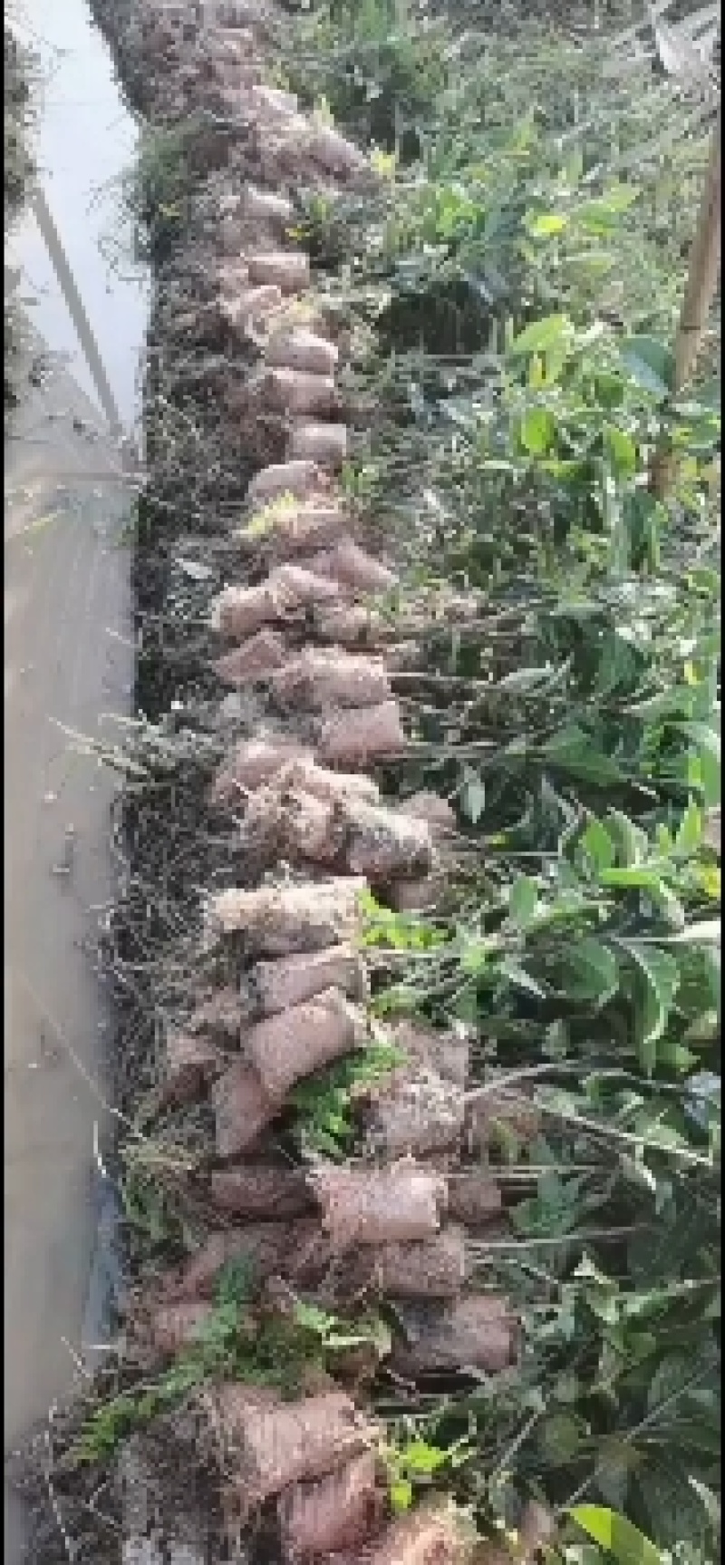 红花油茶袋苗