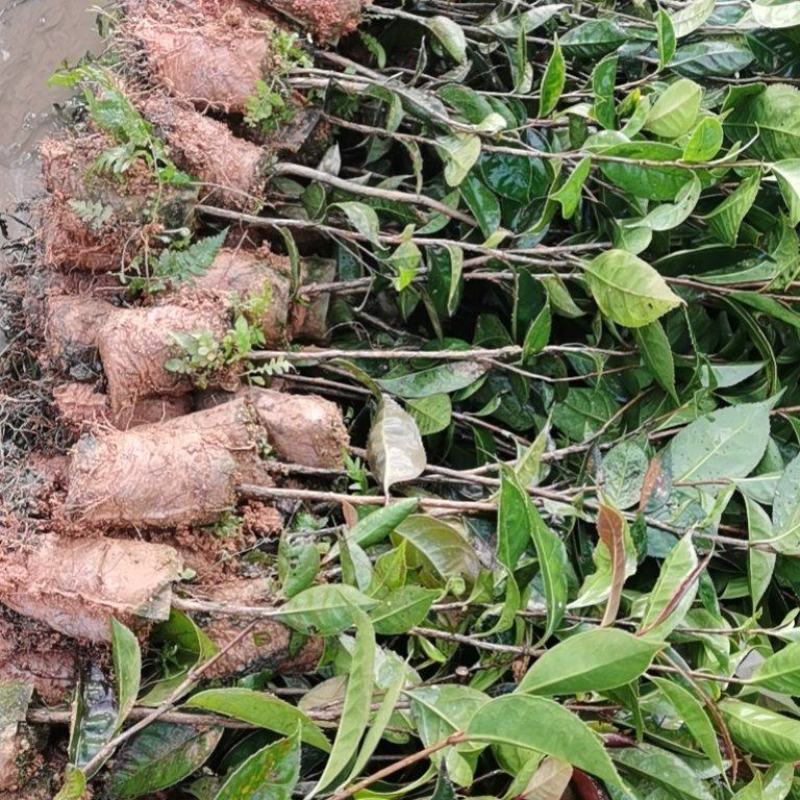 红花油茶袋苗