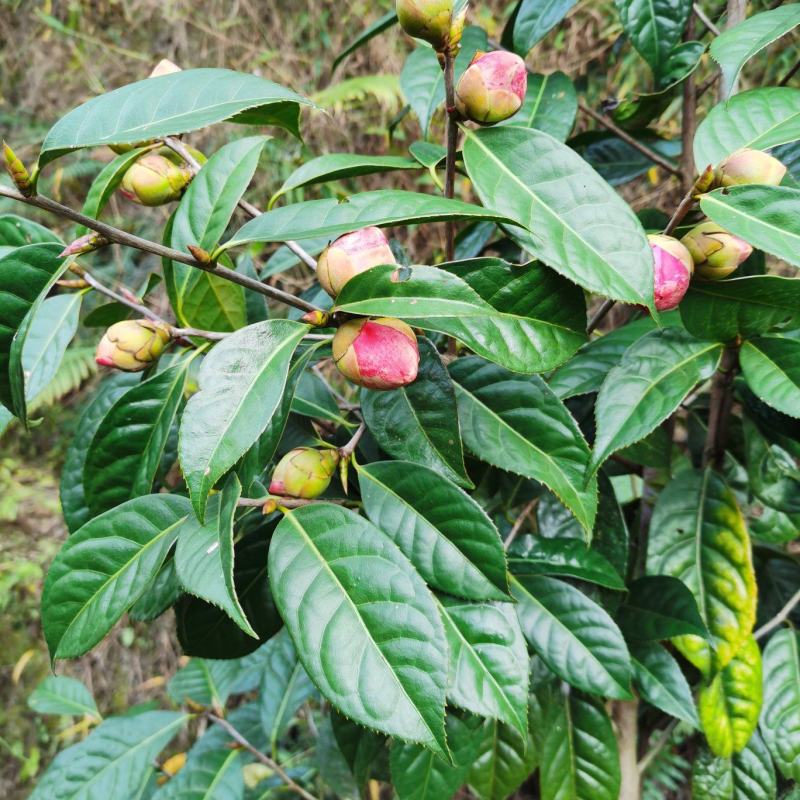 红花油茶袋苗