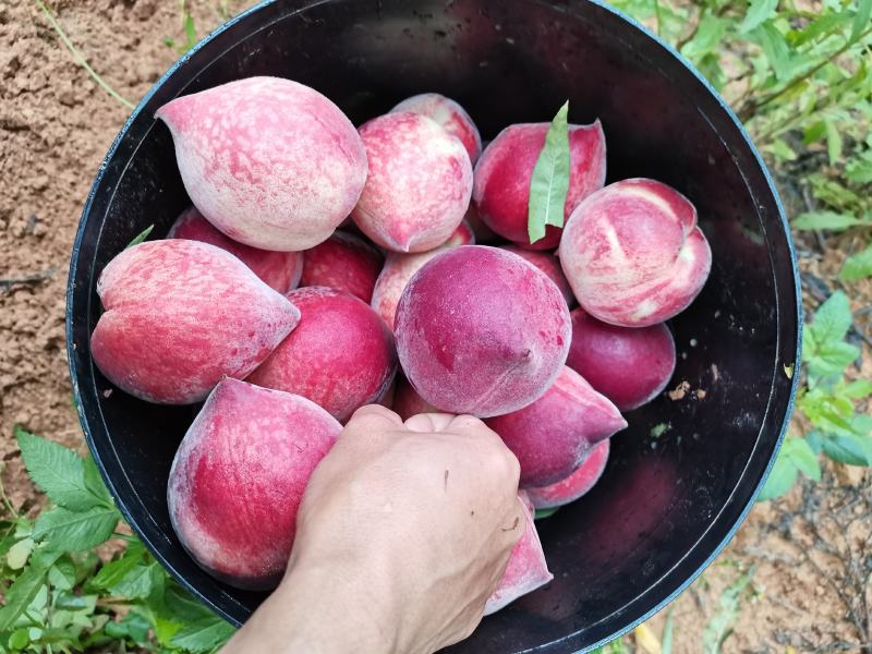 万亩红桃4月底大量上市，