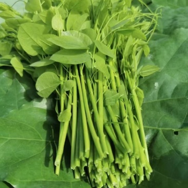 广西大新赤苍藤
