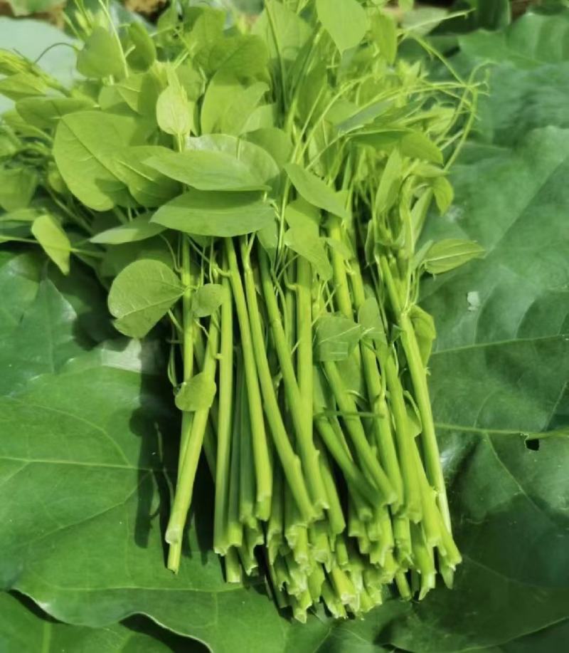 广西大新赤苍藤
