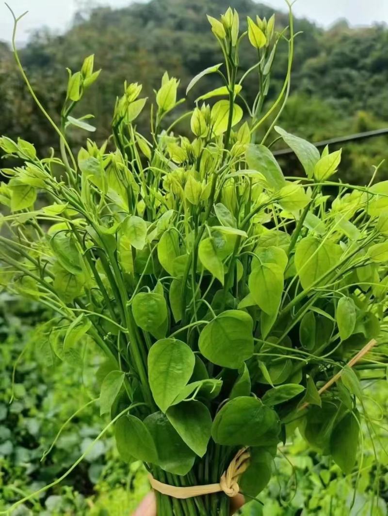 广西大新赤苍藤