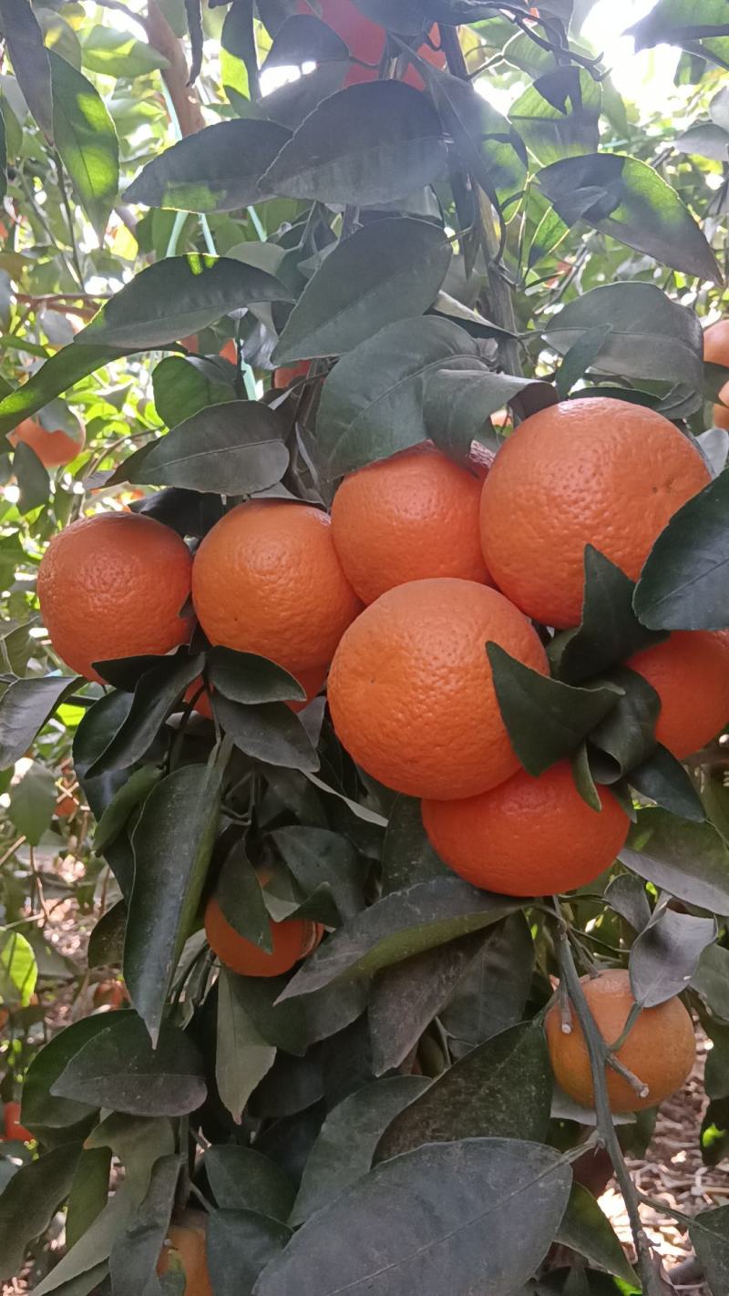 云南大理宾川沃柑