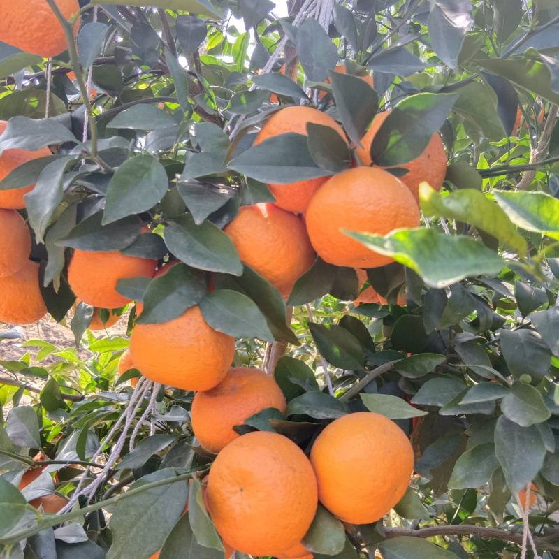 云南大理宾川沃柑