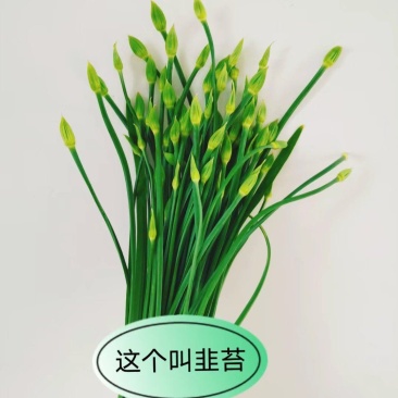 东台市优质韭苔新鲜上市，量大价格可谈，欢迎致电