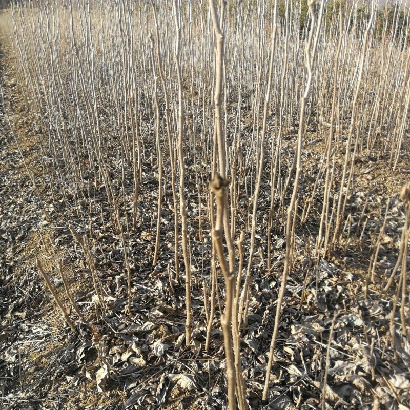 岀售自家基地优质二年生短梗刺五加（刺果棒）苗