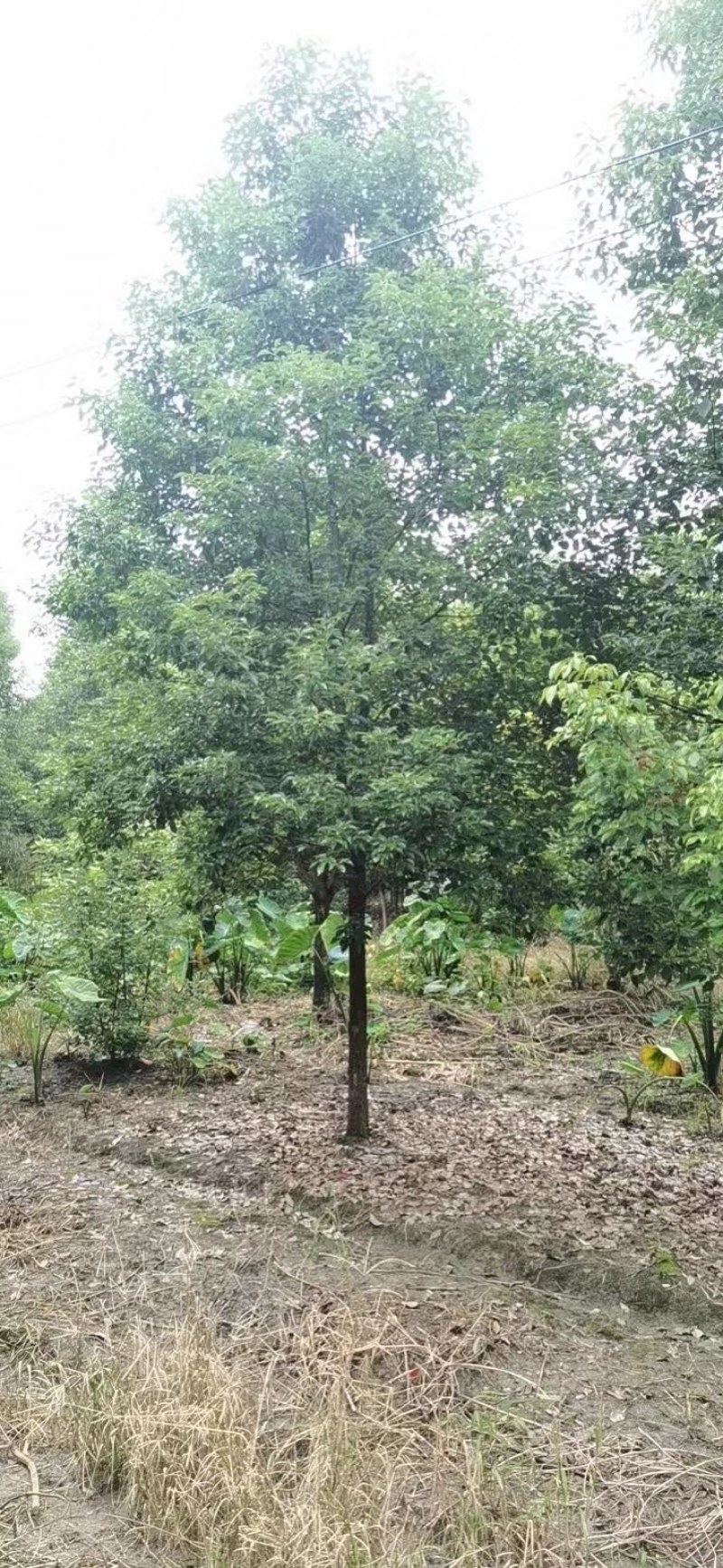 成都精品香樟
