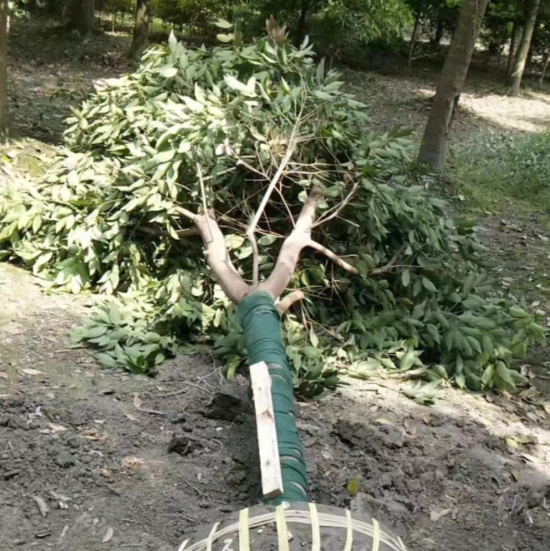 成都精品天竺桂