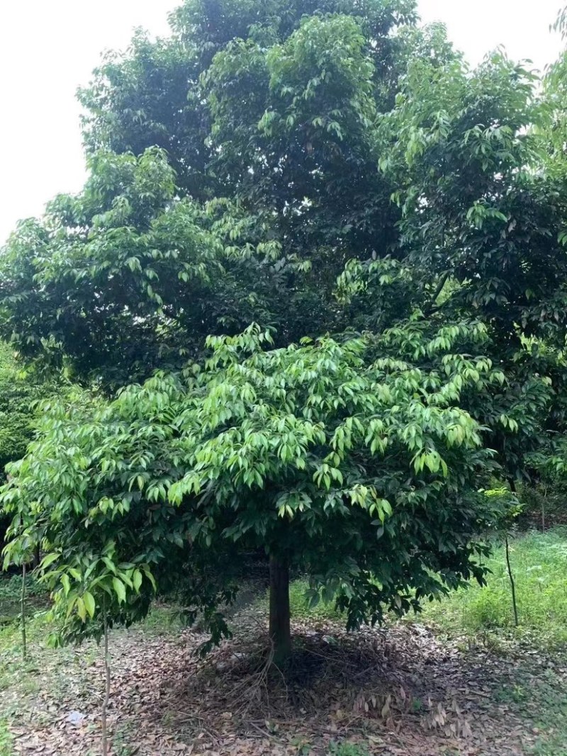 成都精品天竺桂