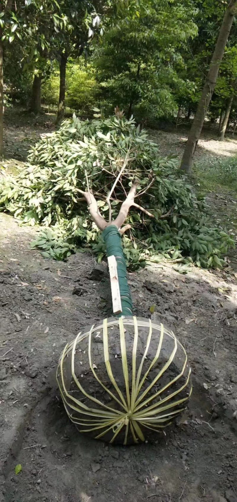 成都精品天竺桂