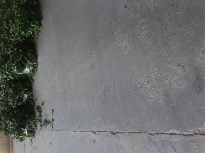 广东番薯苗